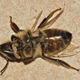 Illustration for article titled Parasitic flies turn bees into zombies before wiping them out completely